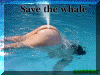 ballena9.gif (68916 octets)