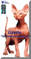 < le chat gillette